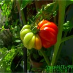 rainbow tomato